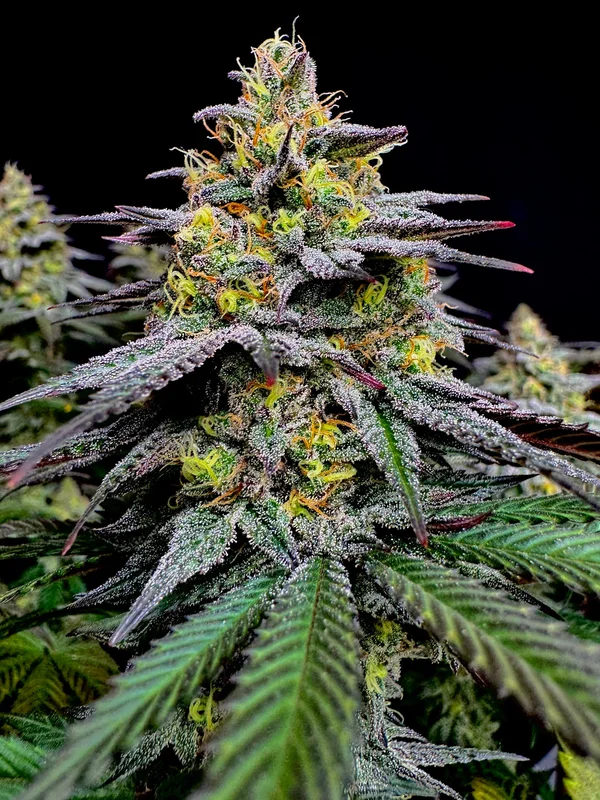 Gorilla Vanilla van TerpyZ Mutant Genetics