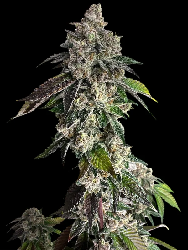 Mandarin Squeeze van TerpyZ Mutant Genetics