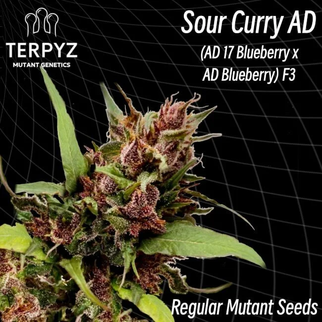 Sour Curry AD van TerpyZ Mutant Genetics