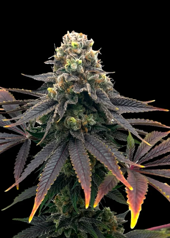 Offshore OG van TerpyZ Mutant Genetics