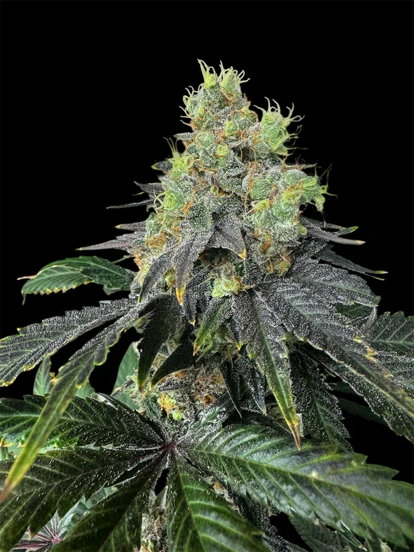 RSV11 van TerpyZ Mutant Genetics