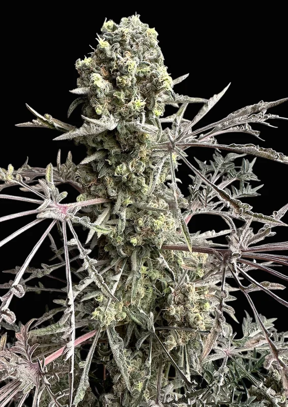 Mentha de Croco Bx1 F2 van TerpyZ Mutant Genetics