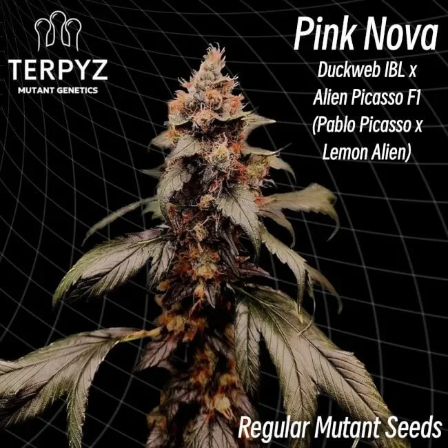 Pink Nova van TerpyZ Mutant Genetics