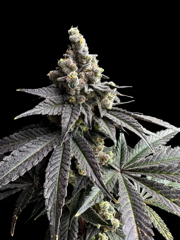 White Zoap van TerpyZ Mutant Genetics