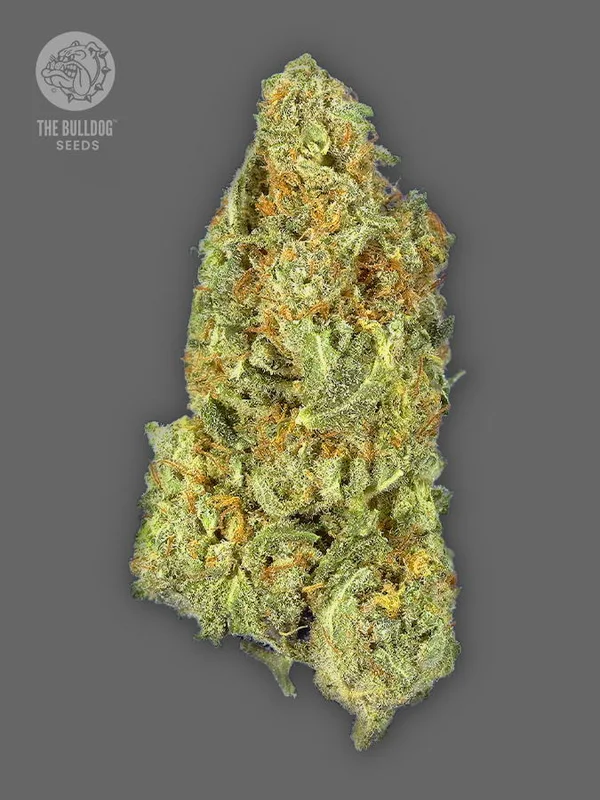 TB Gorilla van The Bulldog Seeds