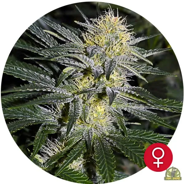 Bullshark van The Bulldog Seeds
