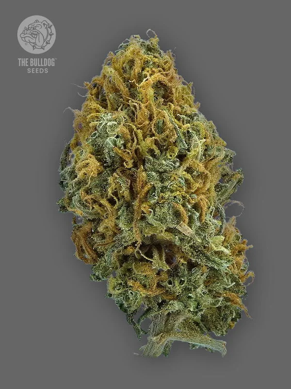 TB Skittlez van The Bulldog Seeds