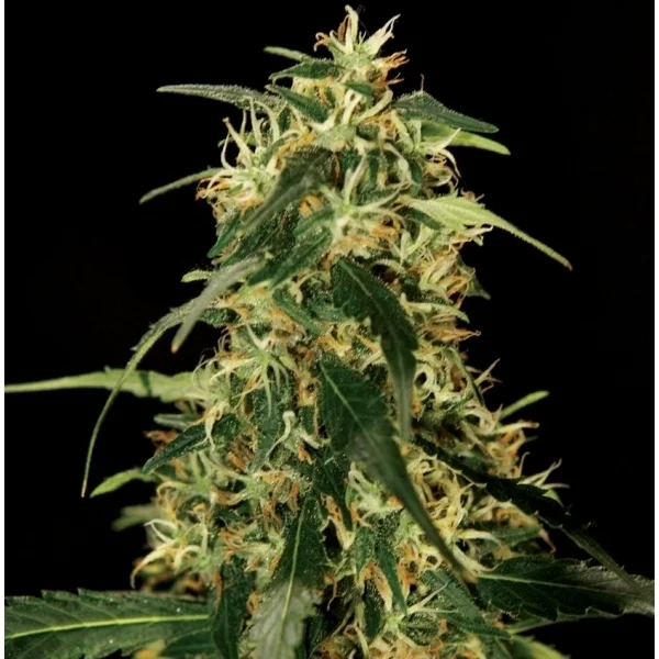 Silverstar Haze van The Bulldog Seeds