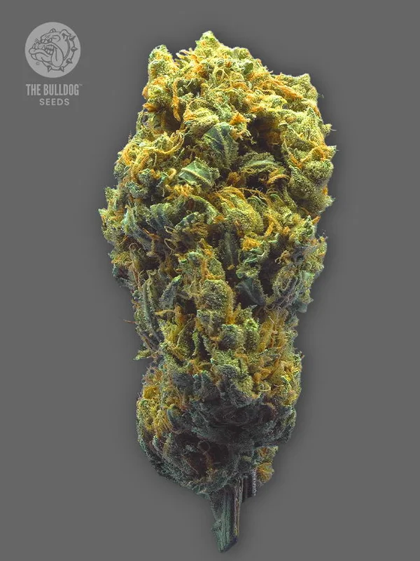 TB Strawberry Haze van The Bulldog Seeds