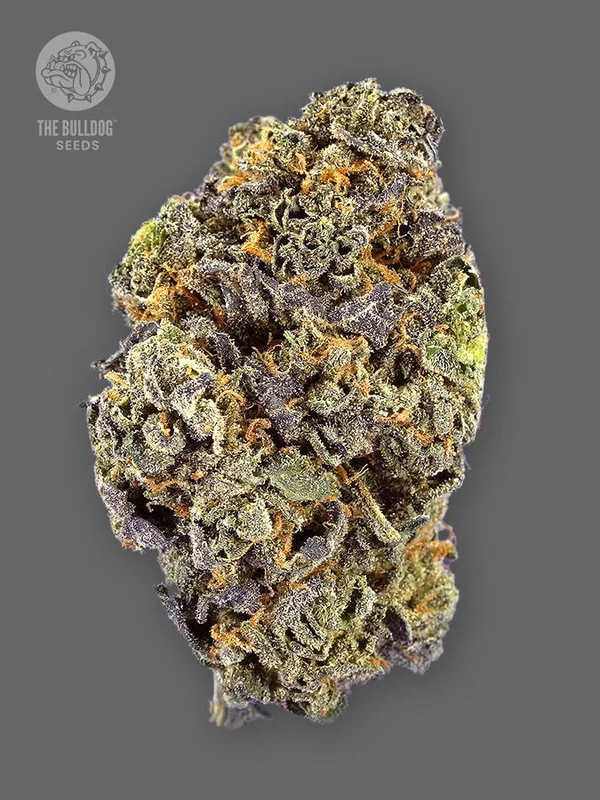 TB Gelato van The Bulldog Seeds