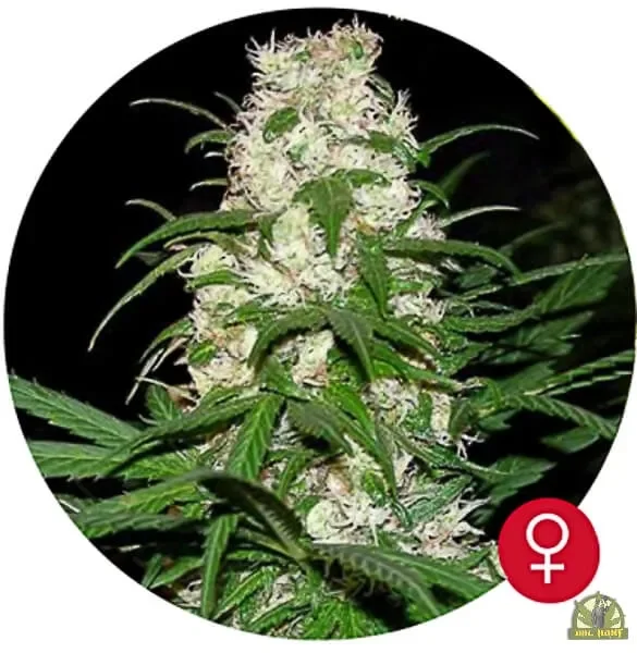 Energy Haze van The Bulldog Seeds