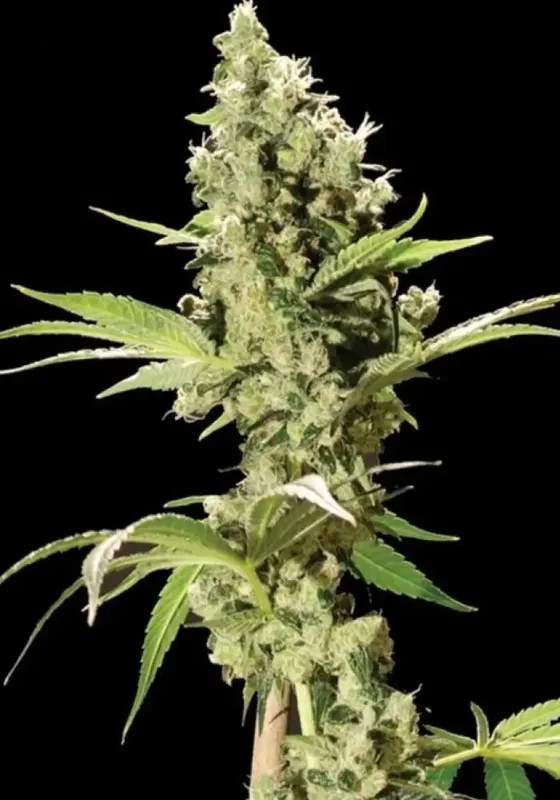 Sour Diesel van The Bulldog Seeds
