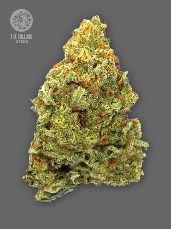 TB Lemon Haze van The Bulldog Seeds