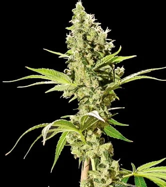 Sour Diesel van The Bulldog Seeds