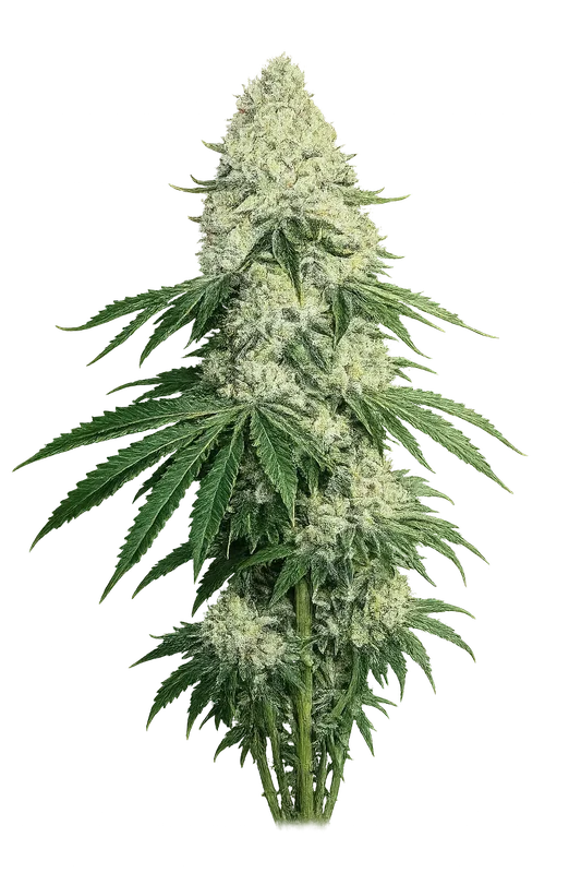 Deadhead OG van The Cali Connection