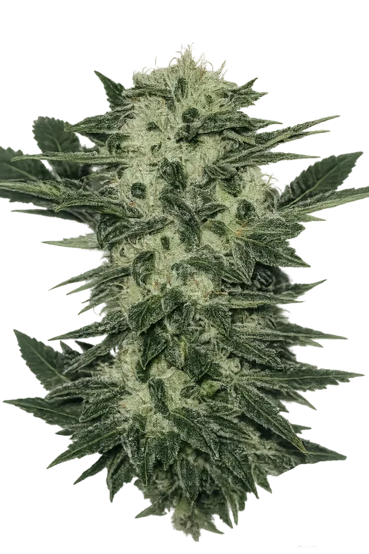 Original Sour Diesel van The Cali Connection