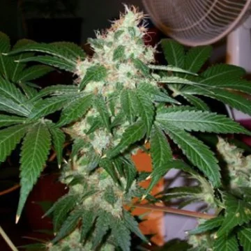 Chem Valley Kush van The Cali Connection