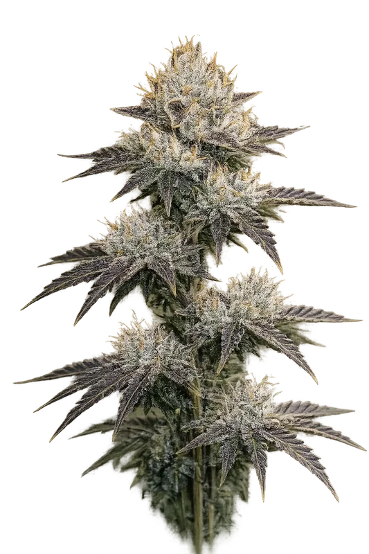 Grape OG van The Cali Connection