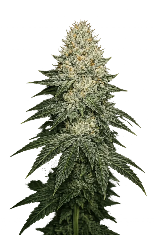 Larry OG Kush van The Cali Connection