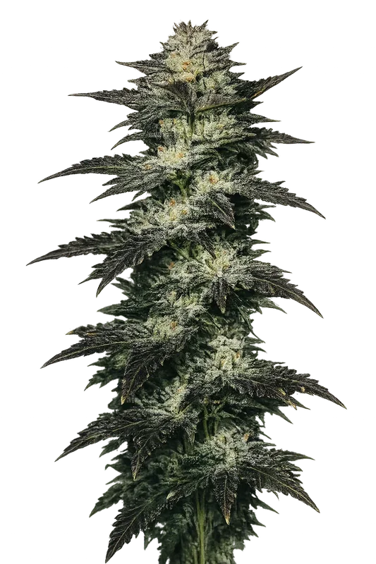 Jupiter OG Kush van The Cali Connection