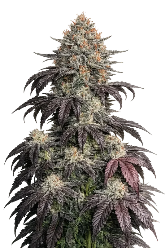 Black Kush van The Cali Connection