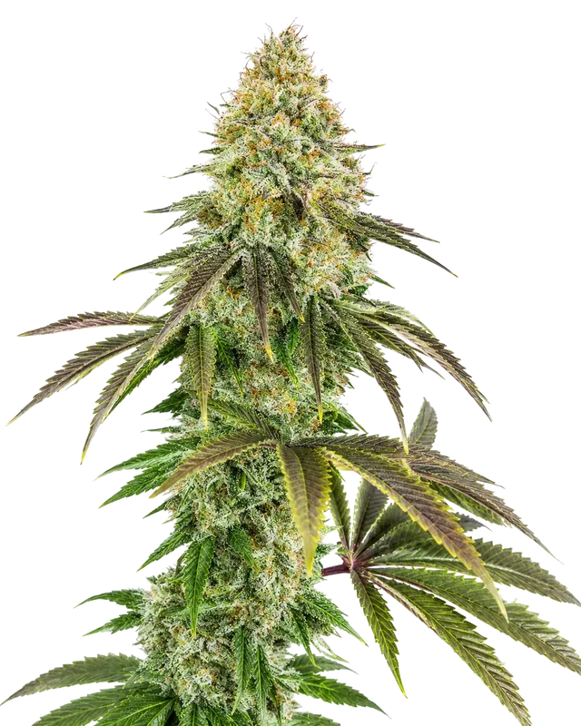 818 Headband aka Sour OG van The Cali Connection