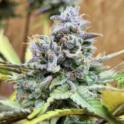 Girl Scout Cookies van The Cali Connection