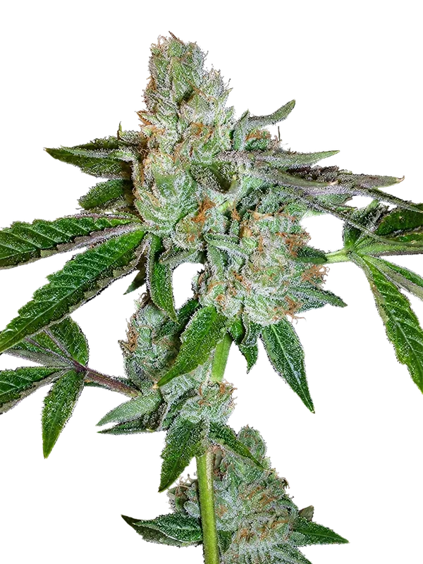 Tahoe OG Kush van The Cali Connection
