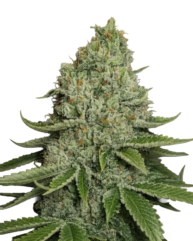 SFV OG KUSH van The Cali Connection