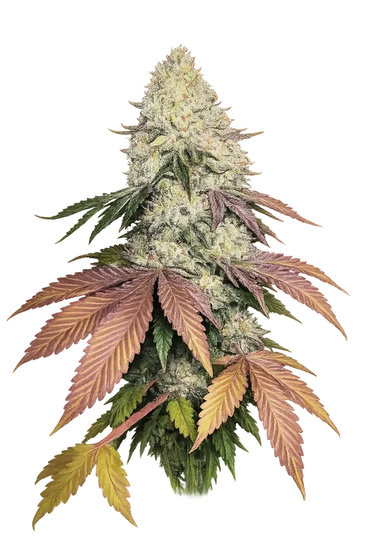 Fruit Cup van The Cali Connection