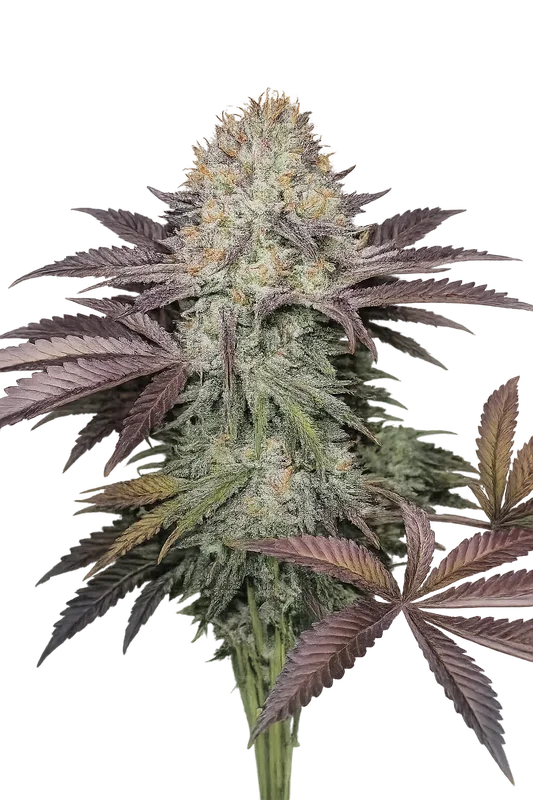 Purple Crack van The Cali Connection