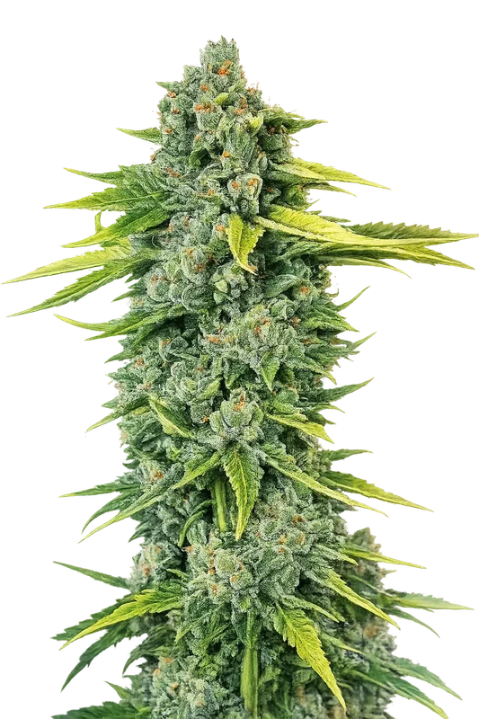 Blue Dream Haze van The Cali Connection