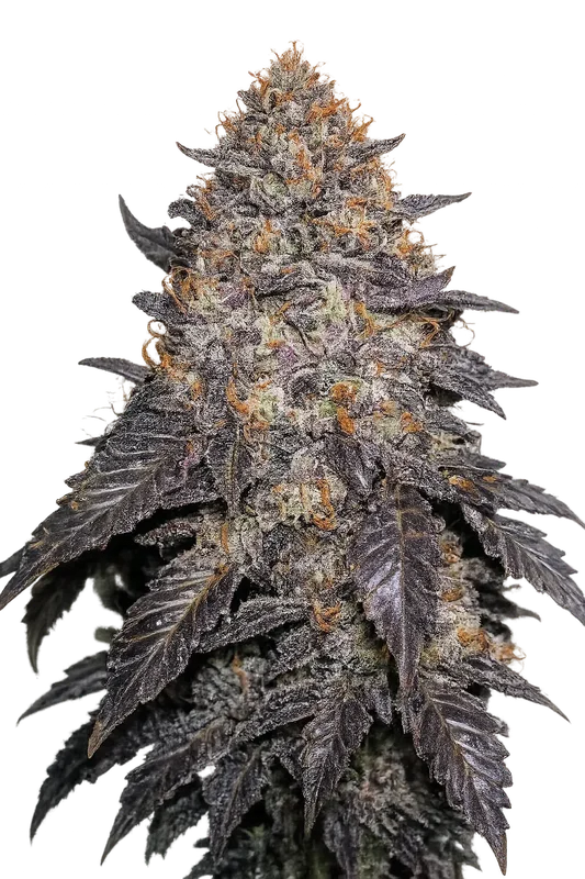 BlackWater van The Cali Connection