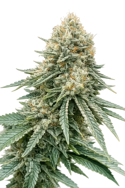 Corleone Kush van The Cali Connection