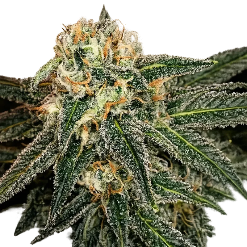 Green Crack van The Cali Connection