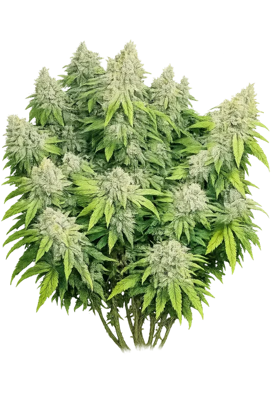 Deadhead OG van The Cali Connection