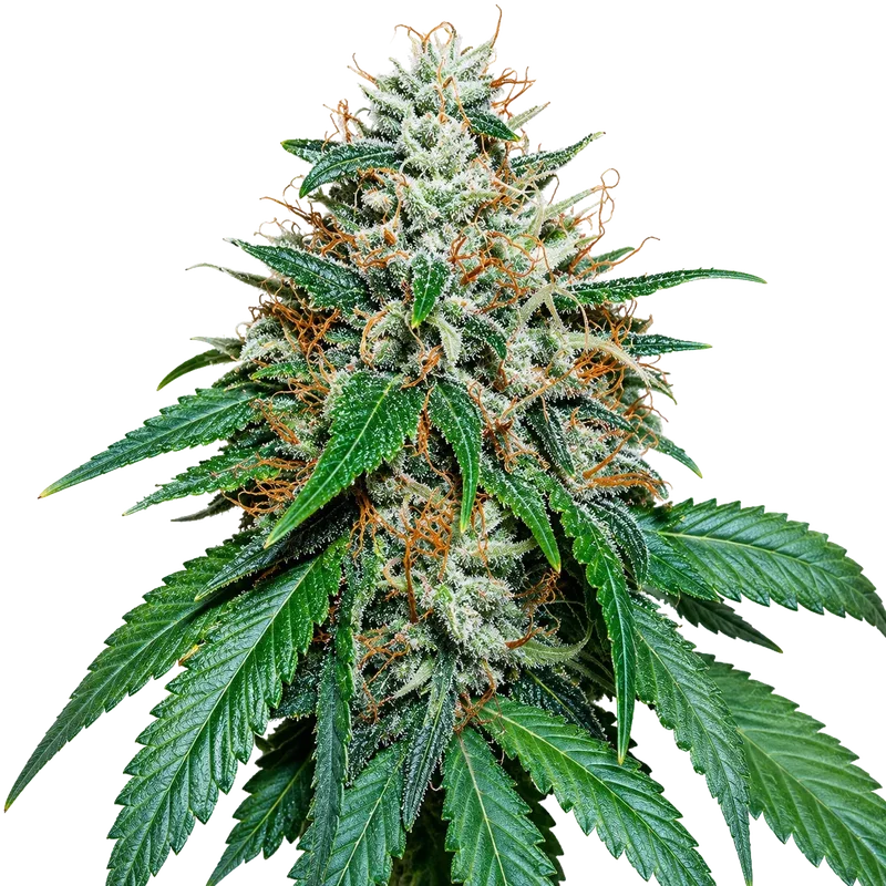 Grape Kush van The Cali Connection