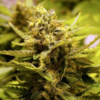 CBD OG van The Cali Connection