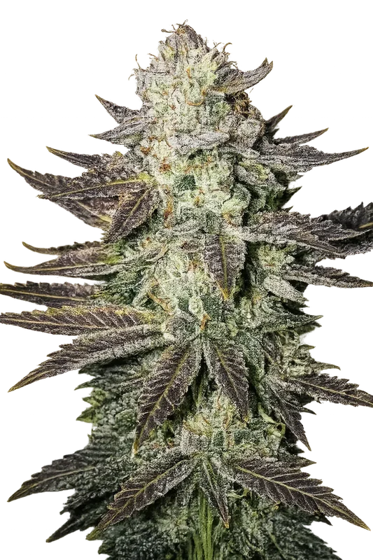 LA Cookies van The Cali Connection