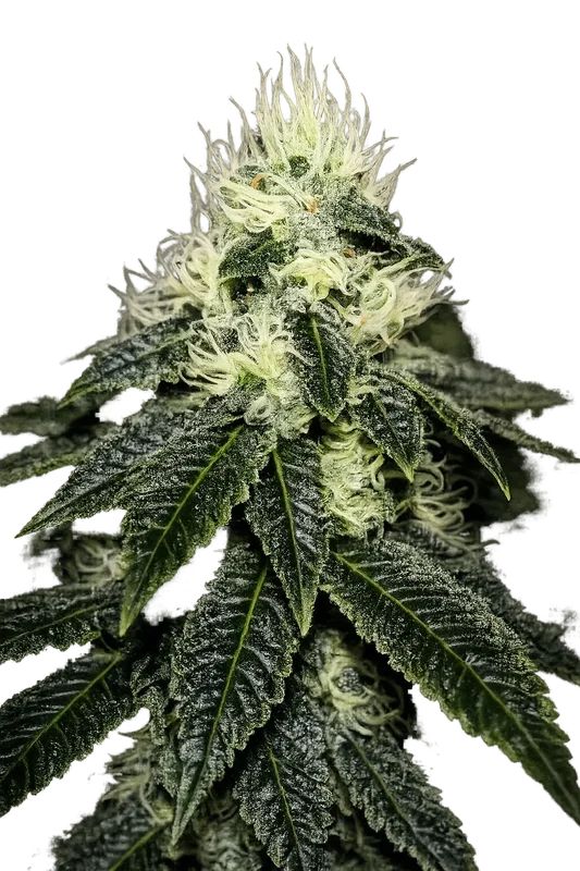 Chem 91 Sk Va van The Cali Connection