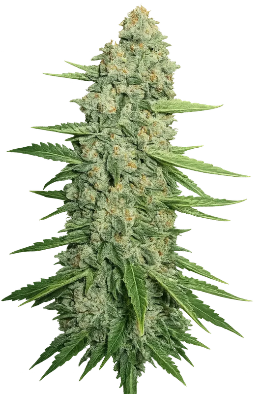 Jedi Kush van The Cali Connection