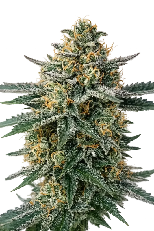 Alien OG van The Cali Connection