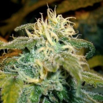 Jamaican OG van The Cali Connection