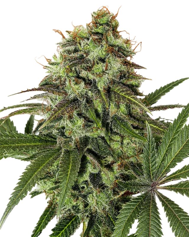 Strawberry OG van The Cali Connection