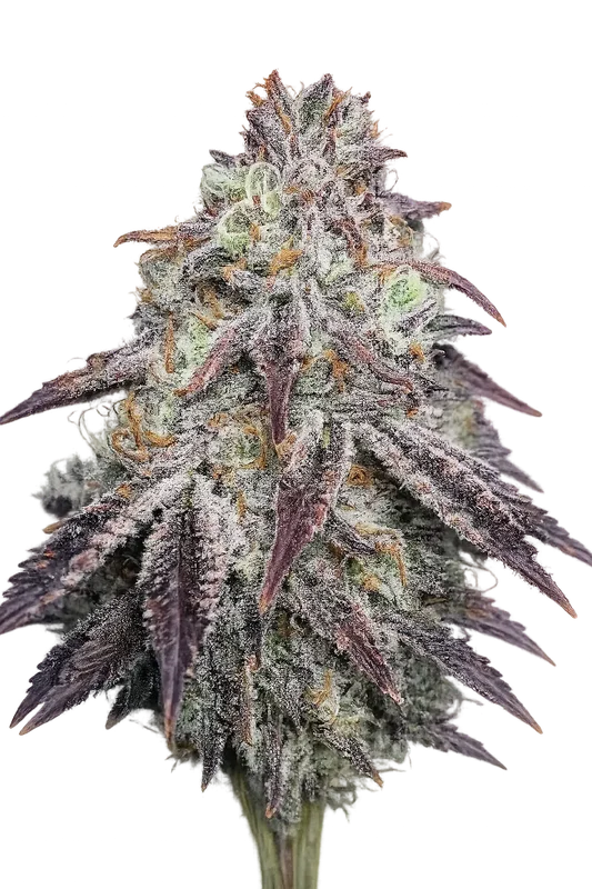 Purple Diesel van The Cali Connection