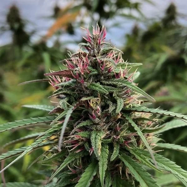 Fire OG van The Cali Connection