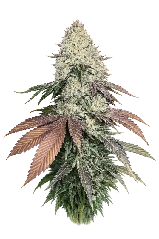Girl Scout Cookies van The Cali Connection