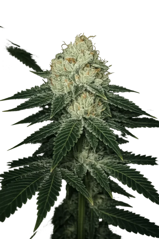 Lemon Tart van The Cali Connection