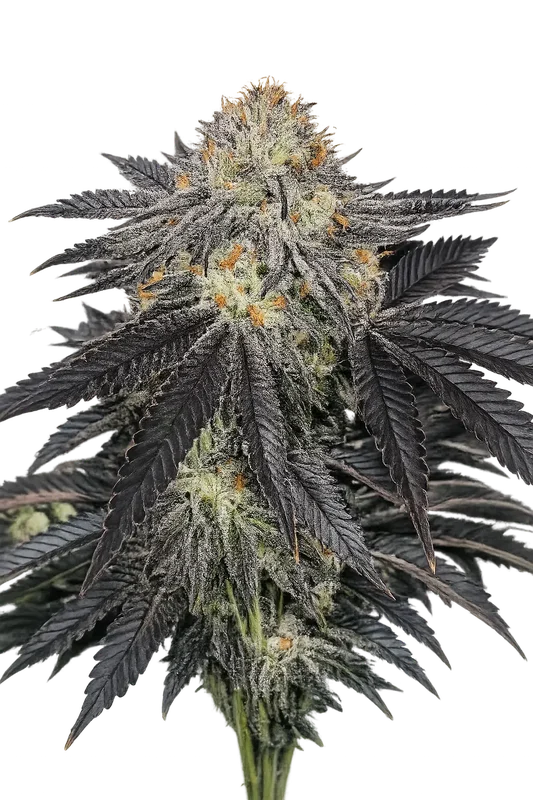 Purple Chem van The Cali Connection