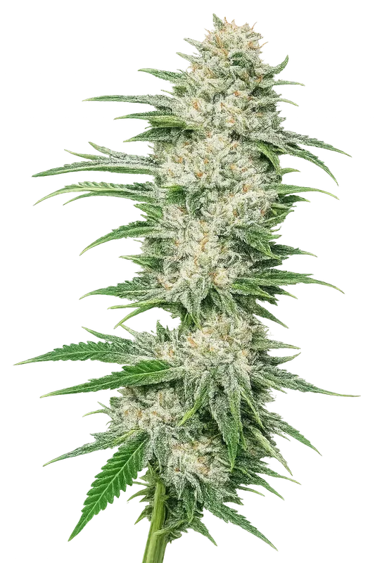 Buddha Tahoe OG van The Cali Connection